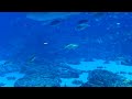 Georgia Aquarium - Ocean Voyager Cam