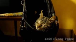 Спящие коты sleeping cats Спящие коты sleeping cats