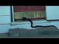 Realtor finds unexpected surprise while preparing to show home