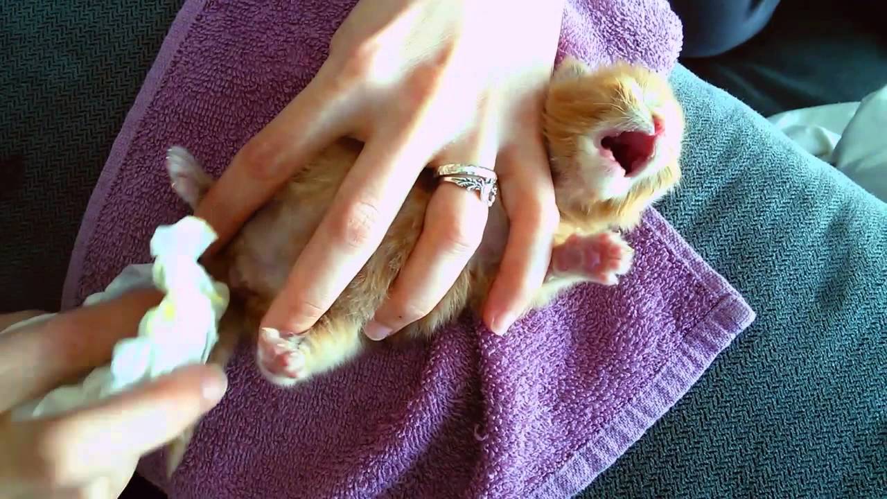The Feeding Pooping Of An Abandoned Kitten YouTube