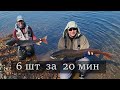 Шесть тайменей с одного плёса за 20 минут