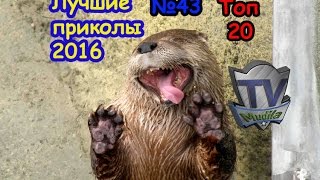 ТОП 20 ЛУЧШИХ ПРИКОЛОВ ОТЛИЧНАЯ сборка сборник ПОДБОРКА 2016 №43