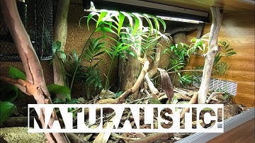 Naturalistic Spotted Python vivarium build