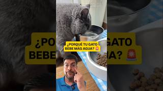 Descubre porque tu gato bebe más agua 😺💙 #gato #consejosgatos