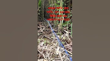 waterhen dahuk bird trap.ruak ruak bird trap handing.kalim bird trap handing.#dahukpakhi