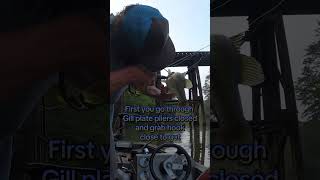 How to remove hook from gut hooked fish. #bassfishing #river #shorts #boat #outdoors