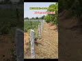 BT Dambar Road BIT || Agriculture land for sale || 20 Guntas ||ORR Shameerpet 45km #youtube #farming