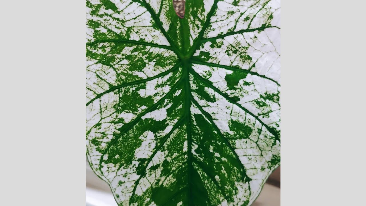 칼라디움 칸디덤 / Caladium candidum / 구근식물 / 관엽식물