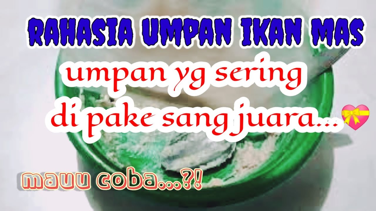 rahasia umpan putih ikan mas amisan belut || target ikan besar atau sedang