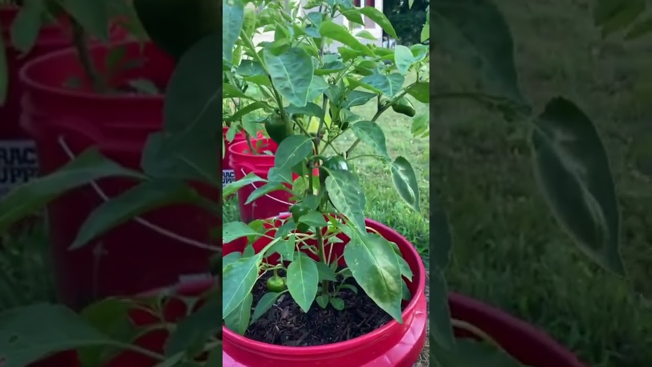 Dr Earth vs Fox Farm Bat Guano Fertilizer experiment (month 2)