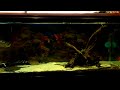 Mid size fish tank in a restaurant (Video shot by Samsung WB5000) Video 1/4