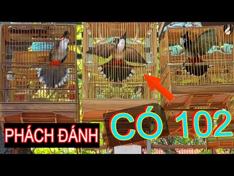 Video Chào Mào Đấu Giàn..! Luyện Chào Mào Bổi Đi Giàn.Chào... - youtube