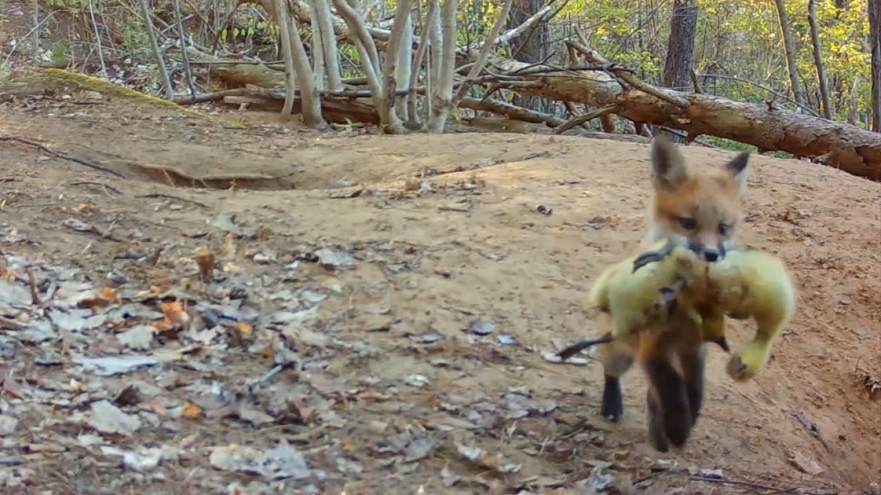 Foxes Catch Geese for Pups