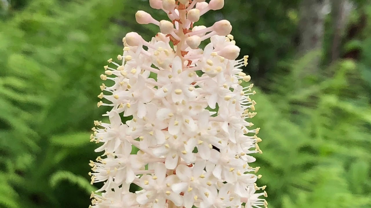 camera iphone 8 plus apk Box Turtle On The AT 2018 Day 67