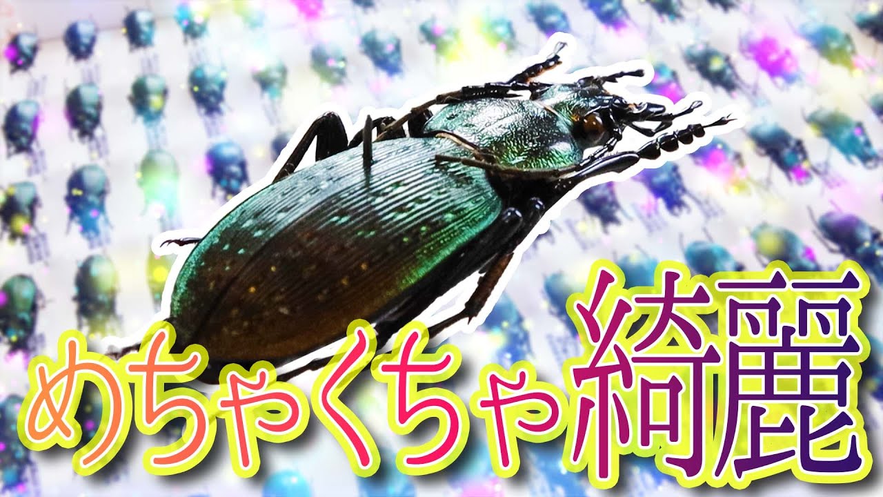 飛べない！？】めちゃくちゃ綺麗な種類がたくさん！【アオオサムシ