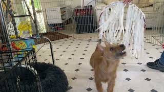 Advanced Trick demo  Jump through Hoop with streamers, 5monthold Australian Terrier, Luxi