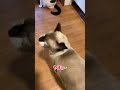 「やっほー！！」変な鳴き方しかできない猫が可愛すぎた#shorts #保護猫 #野良猫 #お返事シリーズ