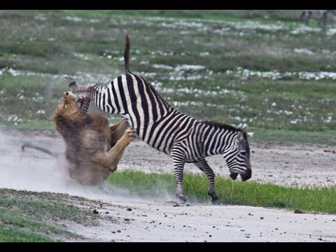 Zebra Kills And Eats Lion Youtube