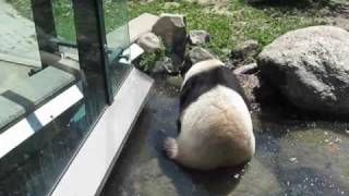 Happy Giant Panda Family, Zoo Vienna Happy Giant Panda Family, Zoo Vienna