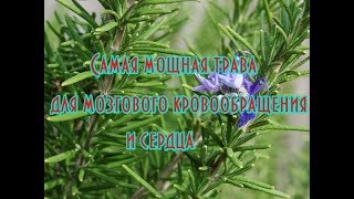 Самая мощная трава для мозгового кровообращения и сердца Самая мощная трава для мозгового кровообращения и сердца