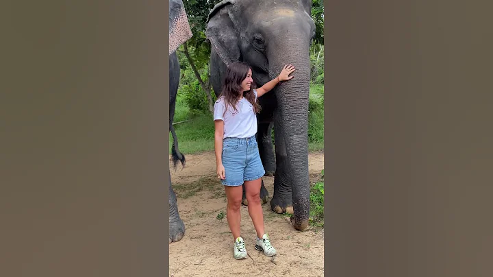 Chi Tone is the superstar here 🐘🥰❤️ #elephant #keffamily #babyelephant #kef #chimean