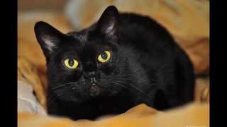 Бомбей (Bombay cat) породы кошек( Slide show)! Бомбей (Bombay cat) породы кошек( Slide show)!