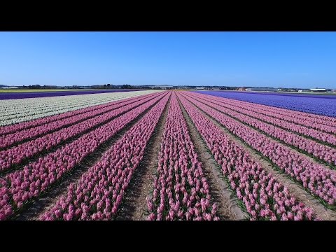 Dutch flower fields near Keukenhof, The Netherlands drone footage