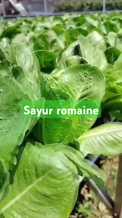 sayur romaine #analysis #komedi