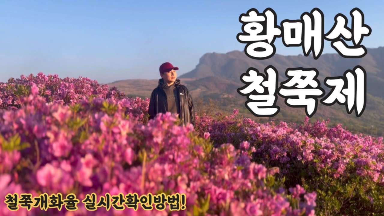 대한민국 최고! 최대! 철쭉축제 황매산 즐기기!