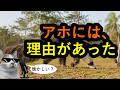 主人がオオアリクイに殺されて1年が過ぎました。から20年が過ぎました─サイバー詐欺はどう進化したのか、その歴史と未来を語ります
