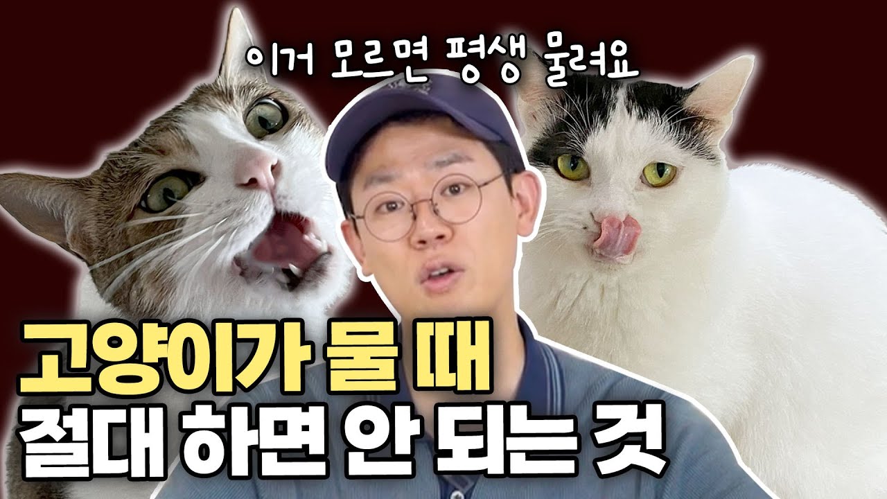 고양이가 깨무는 이유 8가지, 도대체 왜 무는 거야?