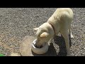 【雑種犬16歳】早食いすぎる老犬