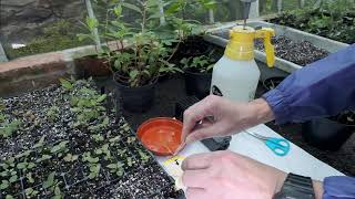 Growing on Rhododendron seedlings  - Burncoose Nurseries