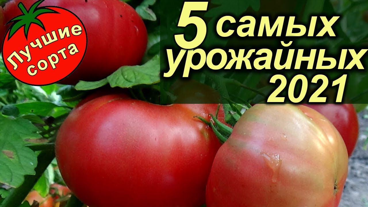 5 САМЫХ УРОЖАЙНЫХ НОВЫХ СОРТОВ ТОМАТОВ 2021 (лучшие сорта томатов) - YouTube