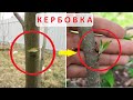 Кербовка для новичков - зачем и когда делать. На конкретных примерах