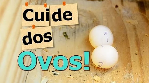 Por que os periquitos comem os ovos?