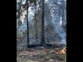 Лесной пожар ликвидировали в пос. Пироговский