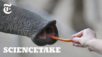 How do elephants spray water?
