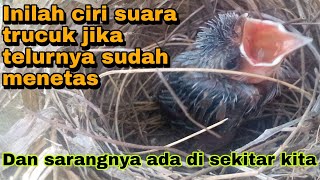 ciri ciri suara burung trucukan jika telurnya sudah menetas