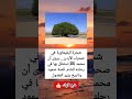 شجرة البقيعاوية في صحراء الأردن يروى أن محمد ﷺ استظل بها في رحلته للشام قصة صمود وتاريخ