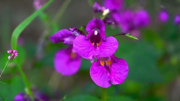 سورة المؤمنون تلاوه خاشعه للشيخ حاتم فريد