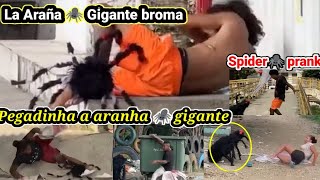 Broma de la araña gigante PARTE1 / Pagadinha a aranha gigante / spider prank