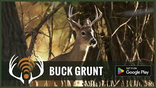 Whitetail Deer Buck Grunt - Sound Only - App is live for Android and Apple iOS! screenshot 5