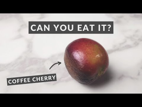 Can you eat a coffee cherry? Coffee is a fruit, so why do we drink it 🤔