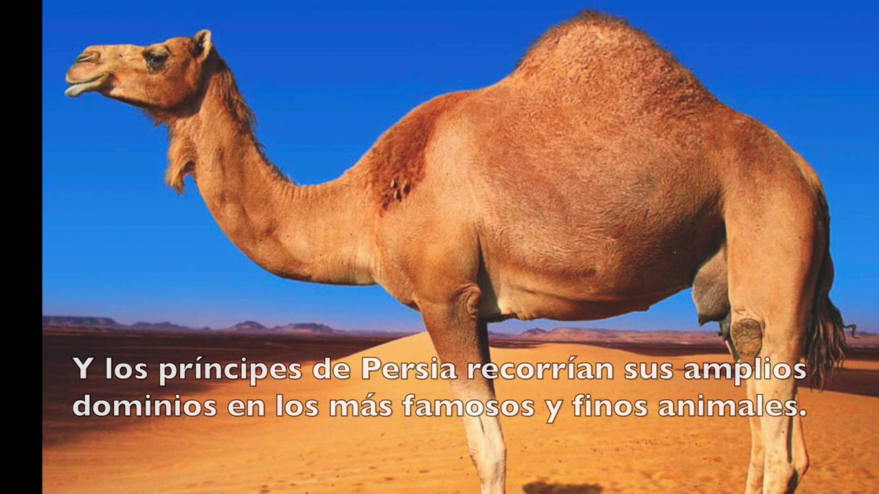 Soliloquios de Belén - El Dromedario