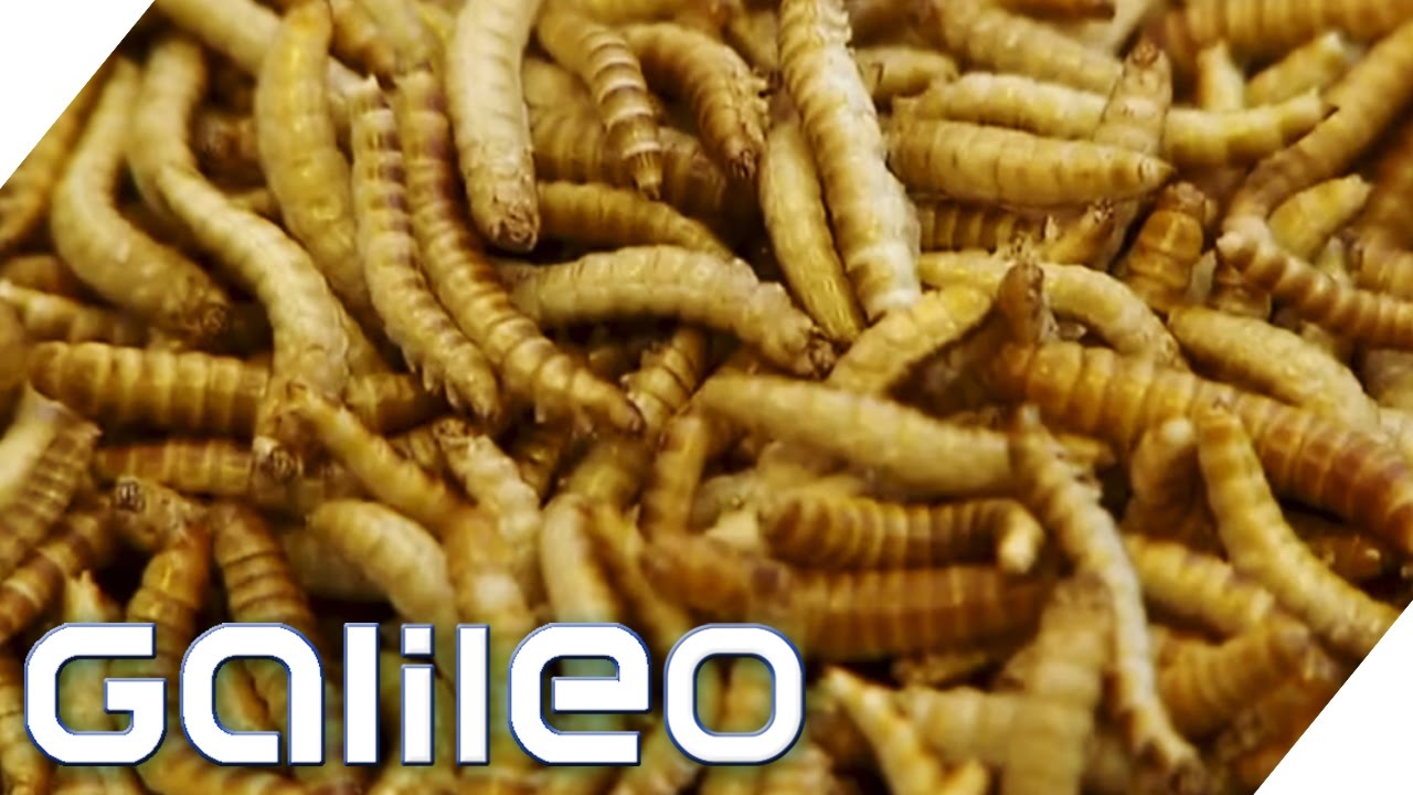 Update Skurriler Foodtrend: Insektenburger | Galileo Lunch Break