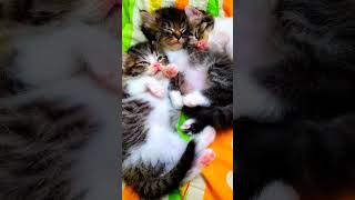 CUTE KITTEN...SLEEPING KITTENS #catlovers #funnycat #funnykitten #shorts #animallover