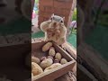 سنجاب يأكل فول سوداني