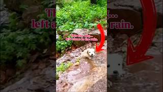 From Rain to Love – This Tiny Dog Was All Alone 😢🐶❤️