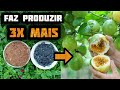 COMO ADUBAR SEU MARACUJÁ - Faz Produzir 3 VEZES MAIS Usando Esses Adubos Gratuitos